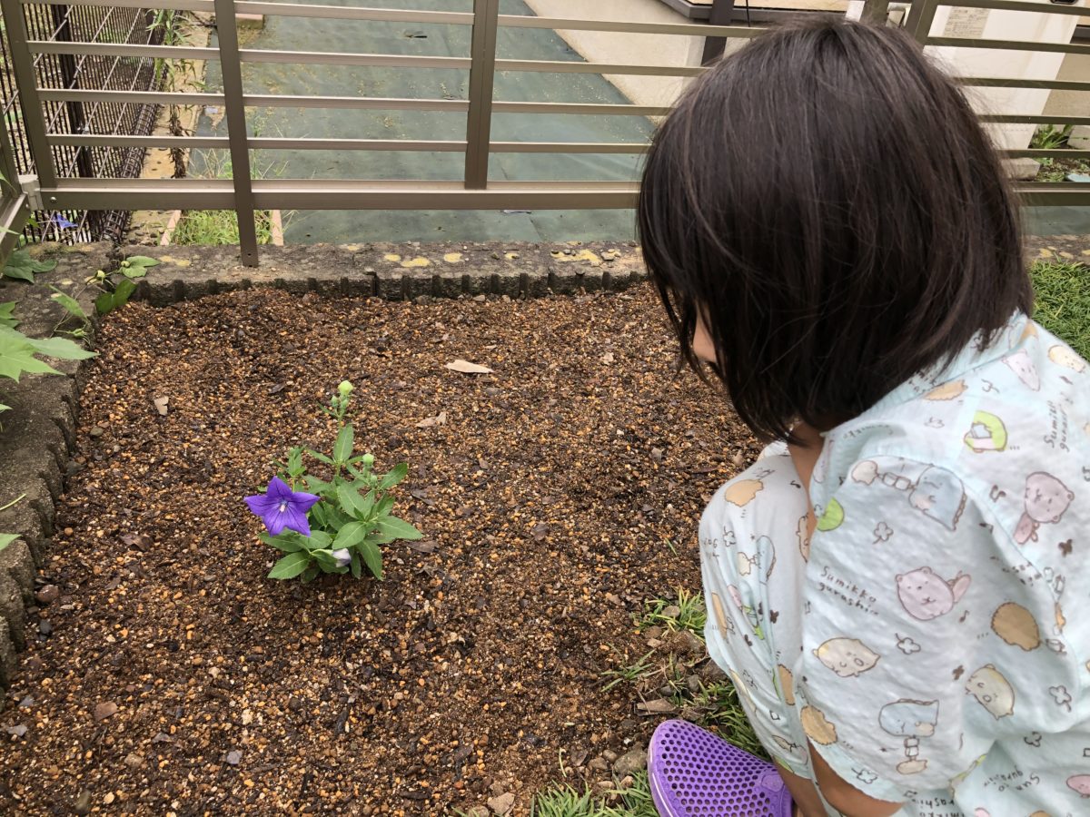 自宅の庭で桔梗とお花のお世話をスタート